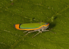 Stephanolla rufoapicata