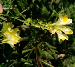 Linaria vulgaris