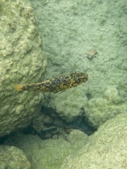 Labeotropheus fuelleborni