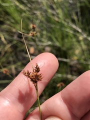 Rhynchospora fascicularis
