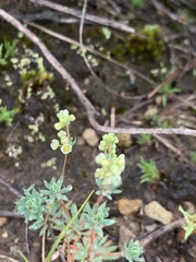 Psammotropha mucronata mucronata