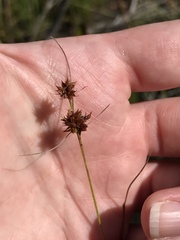 Rhynchospora fascicularis