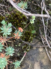 Psammotropha mucronata mucronata