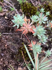 Psammotropha mucronata mucronata