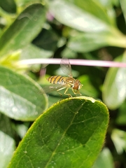 Toxomerus
