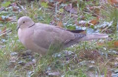 Streptopelia decaocto