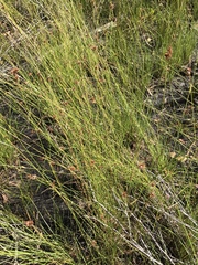 Rhynchospora fascicularis