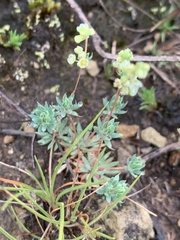 Psammotropha mucronata mucronata