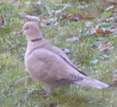 Streptopelia decaocto