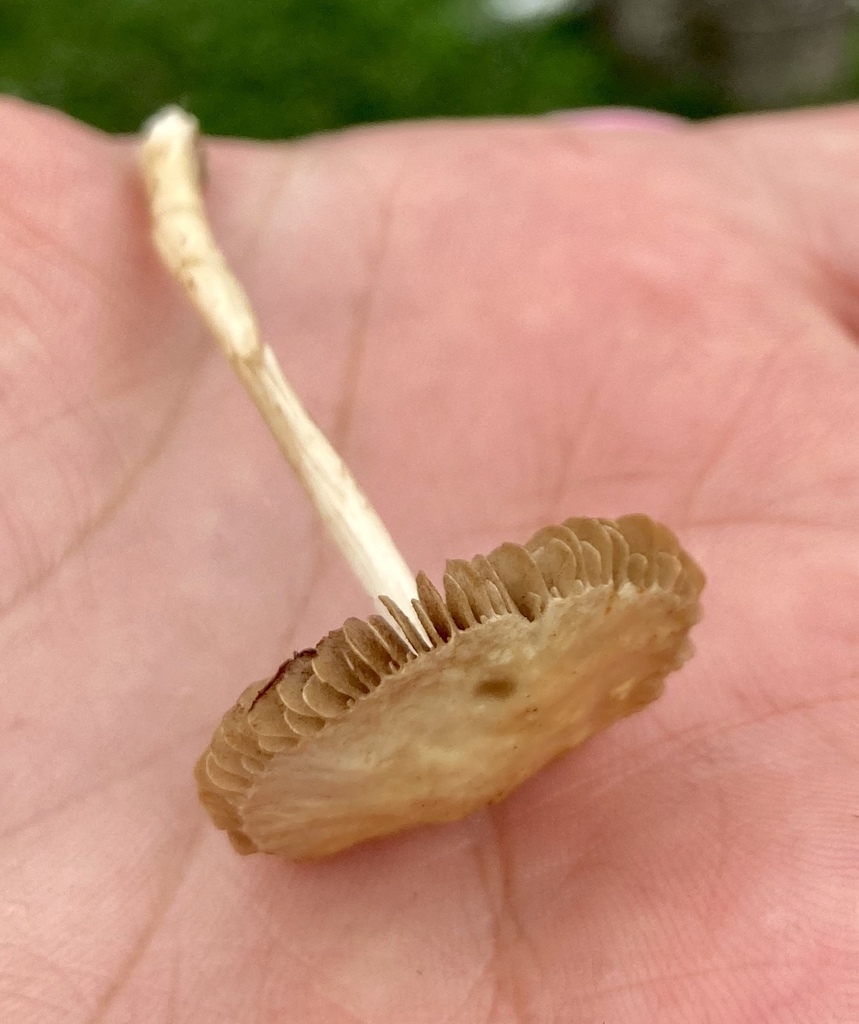 Agrocybe pediades · January 2021 · photo: © crawfordaj (iNaturalist, cc0)