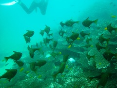 Pempheris vanicolensis