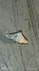Cydalima