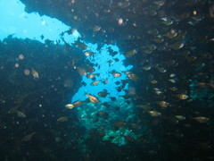 Pempheris vanicolensis