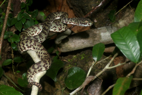 Photo of a Brown-spotted Pit Viper (Trimeresurus venustus)