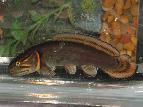 Ruddy Bowfin