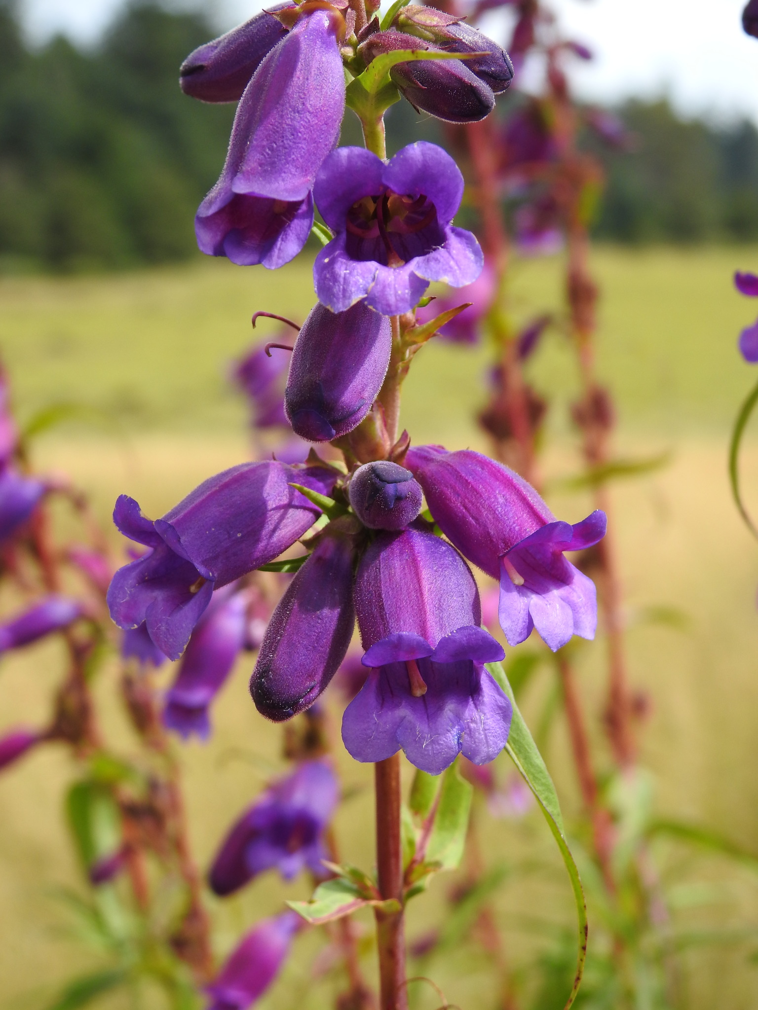 Campanita Morada (Penstemon gentianoides) · iNaturalist Panamá