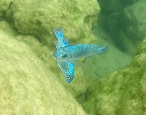 Cobalt blue zebra (Maylandia callainos) — Cichlidae — 5
