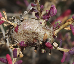 Aceria caulobia