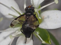 Herina parva