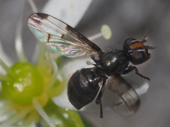 Herina parva