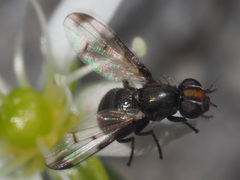 Herina parva