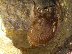 Bunodosoma cavernatum