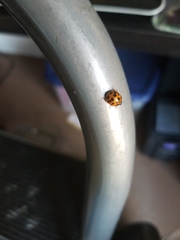 Harmonia axyridis