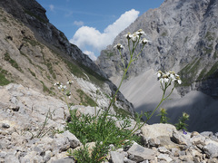 Achillea atrata