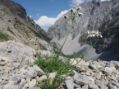 Achillea atrata