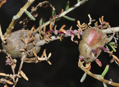 Aceria caulobia