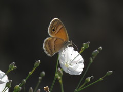 Coenonympha saadi