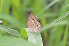 Brakefieldia perspicua
