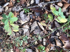 Hypericum nudiflorum