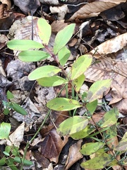 Hypericum nudiflorum