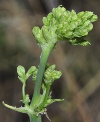 Aceria chondrillae