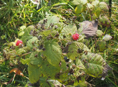Rubus idaeus strigosus