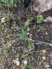 Dianthus basuticus