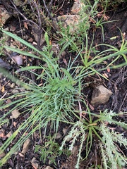 Dianthus basuticus