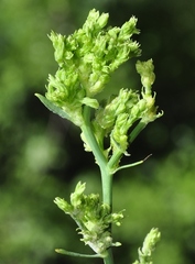 Aceria chondrillae