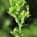 Aceria chondrillae - Photo (c) faluke, algunos derechos reservados (CC BY-NC), subido por faluke