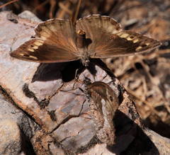 Hipparchia syriaca