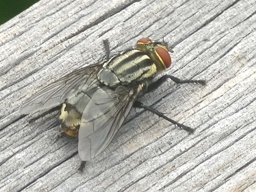 Sarcophaga nuotrauka