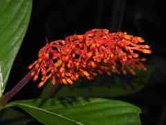 Palicourea triphylla