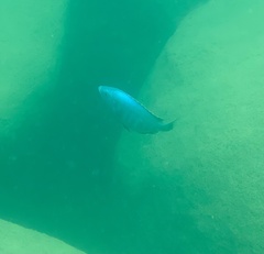 Dimidiochromis kiwinge