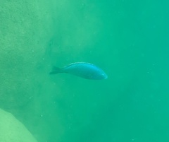 Dimidiochromis kiwinge