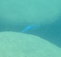 Dimidiochromis kiwinge