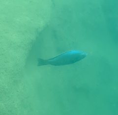 Dimidiochromis kiwinge