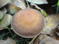 Hypholoma capnoides