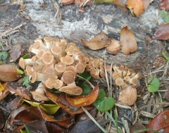 Desarmillaria tabescens image