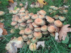 Hypholoma capnoides